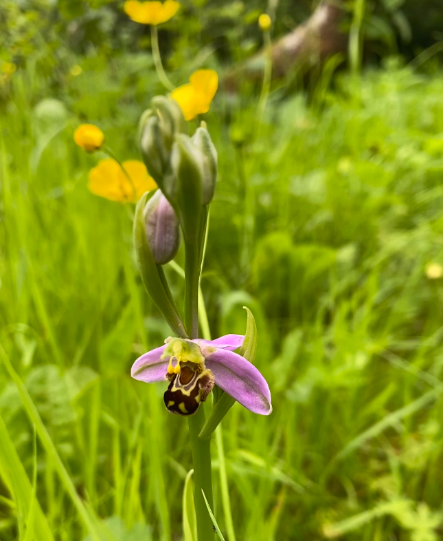 Bee orchid