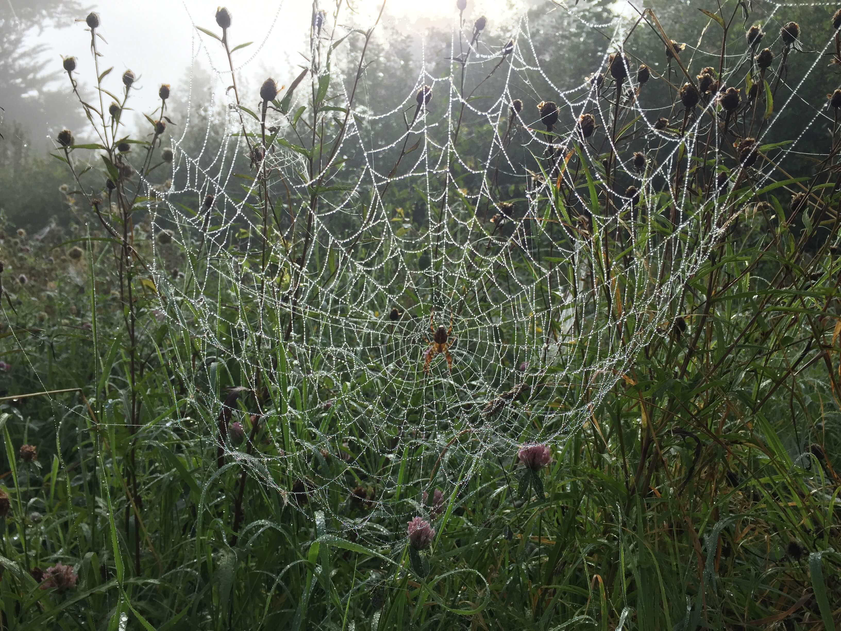 Autumn morning dew on cobweb