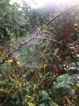 Web on figwort