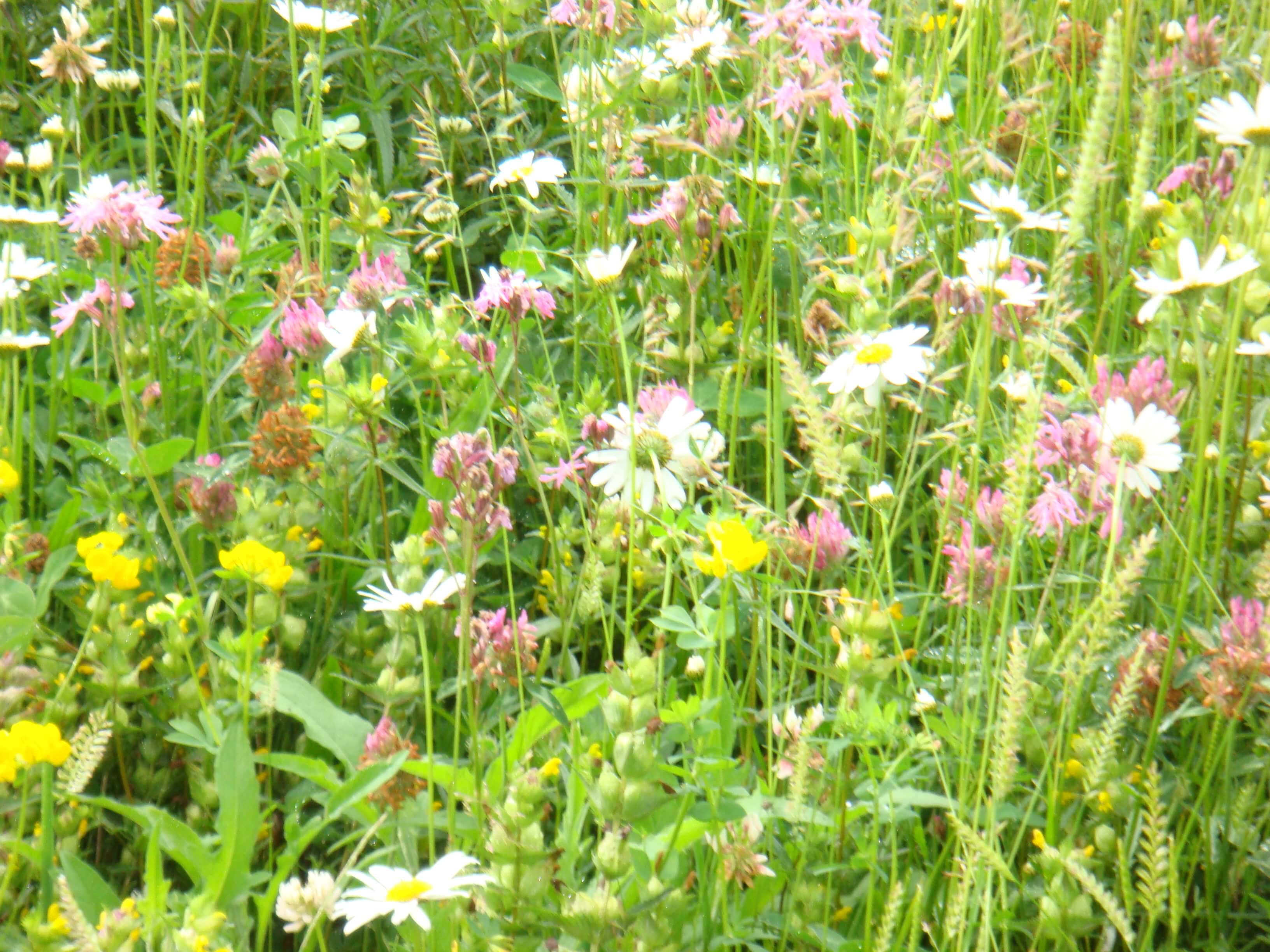 Native wildflowers