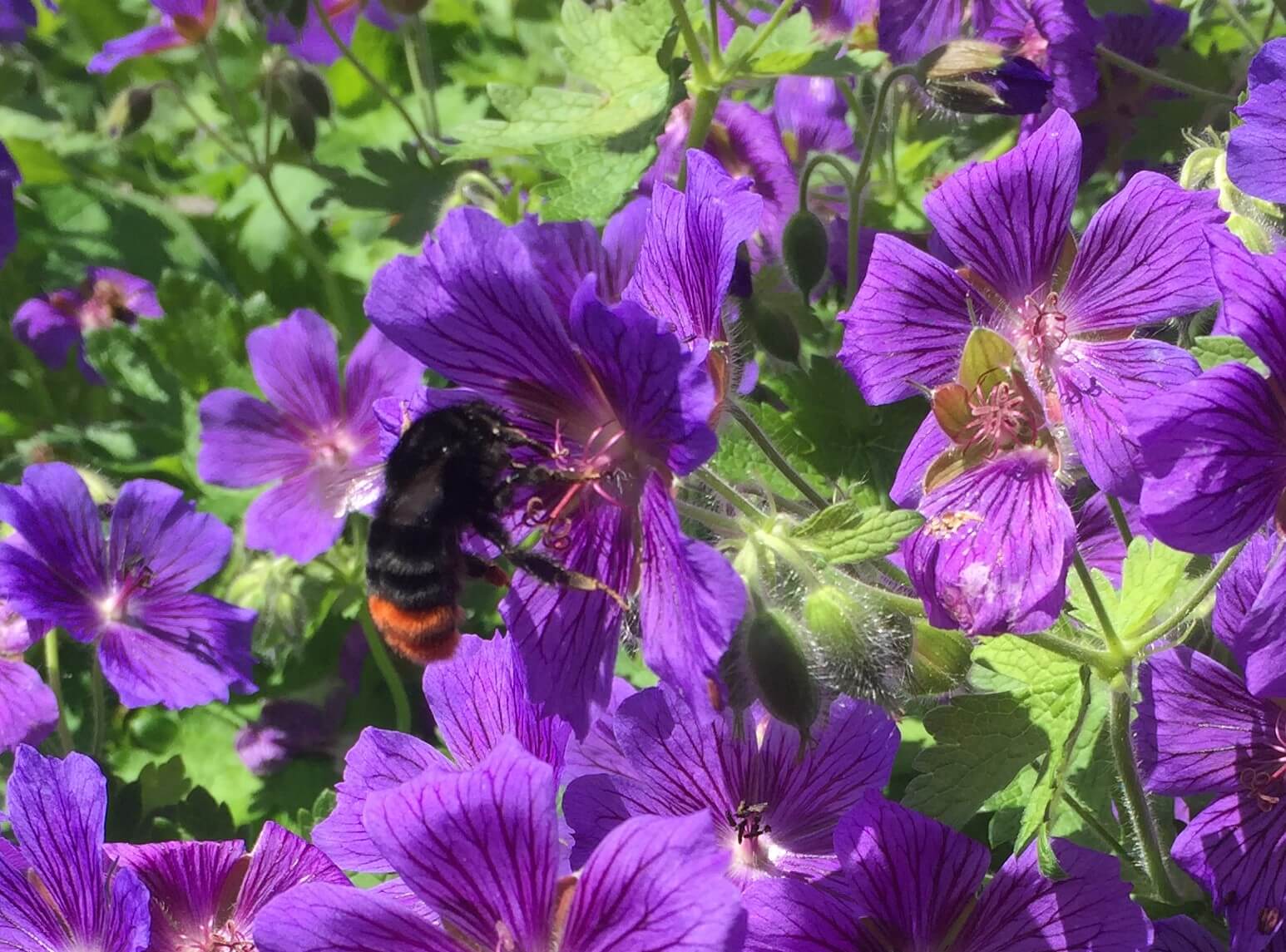 Bumblebee foraging &hellip; is it Bombus lapidarius?