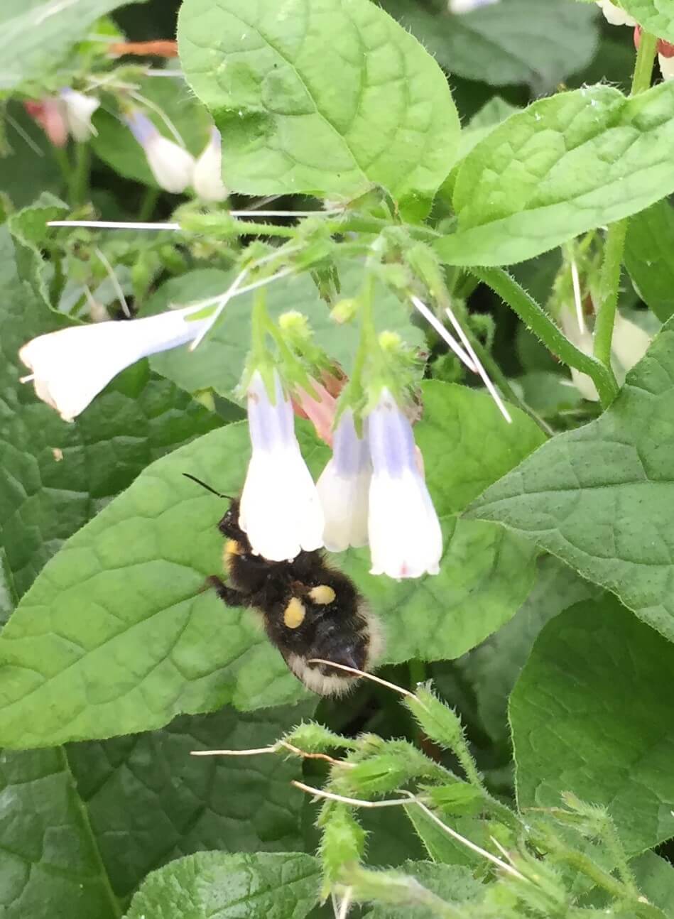 Bumblebee with pollen