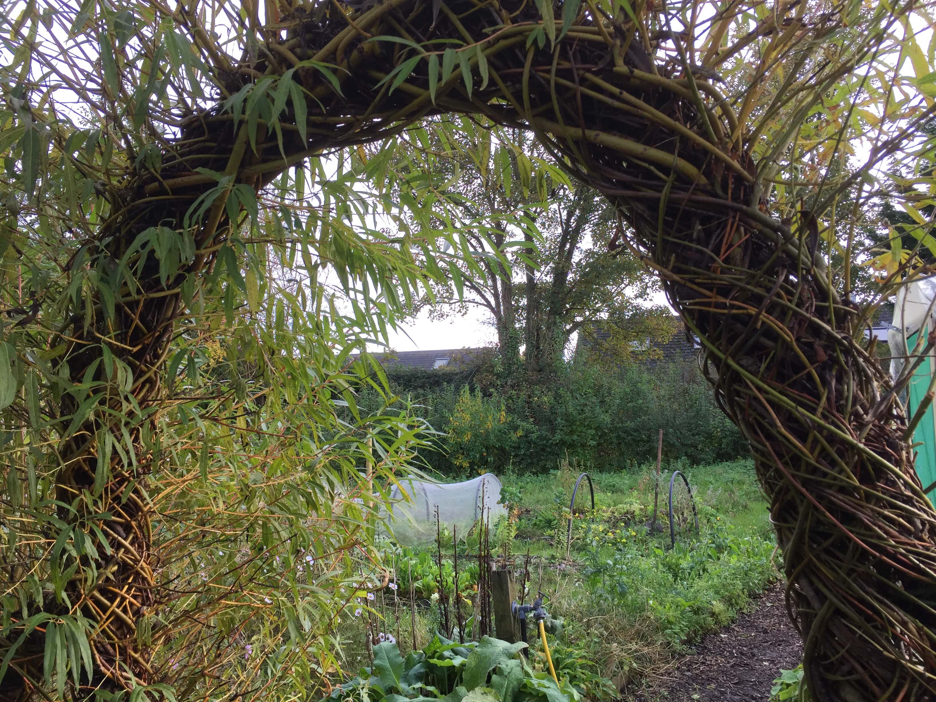 Living willow structure in the garden